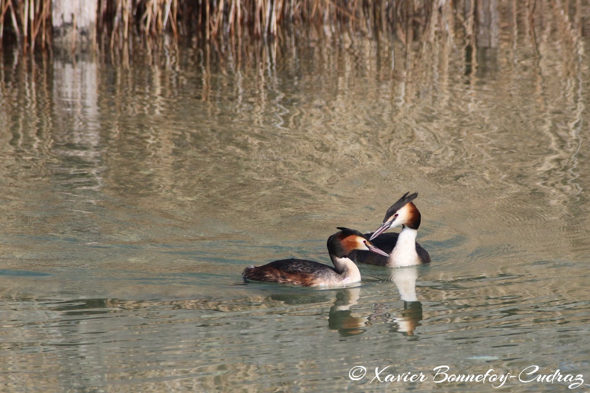 Lac d'Annecy - Grèbe huppé
Mots-clés: Albigny Annecy-le-Vieux Auvergne-Rhône-Alpes FRA France geo:lat=45.90487305 geo:lon=6.15226164 geotagged Annecy animals oiseau Grebe huppe