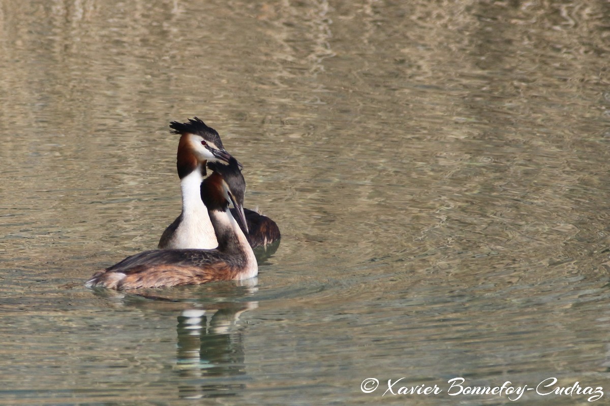 Lac d'Annecy - Grèbe huppé
Mots-clés: Albigny Annecy-le-Vieux Auvergne-Rhône-Alpes FRA France geo:lat=45.90487305 geo:lon=6.15226164 geotagged Annecy animals oiseau Grebe huppe