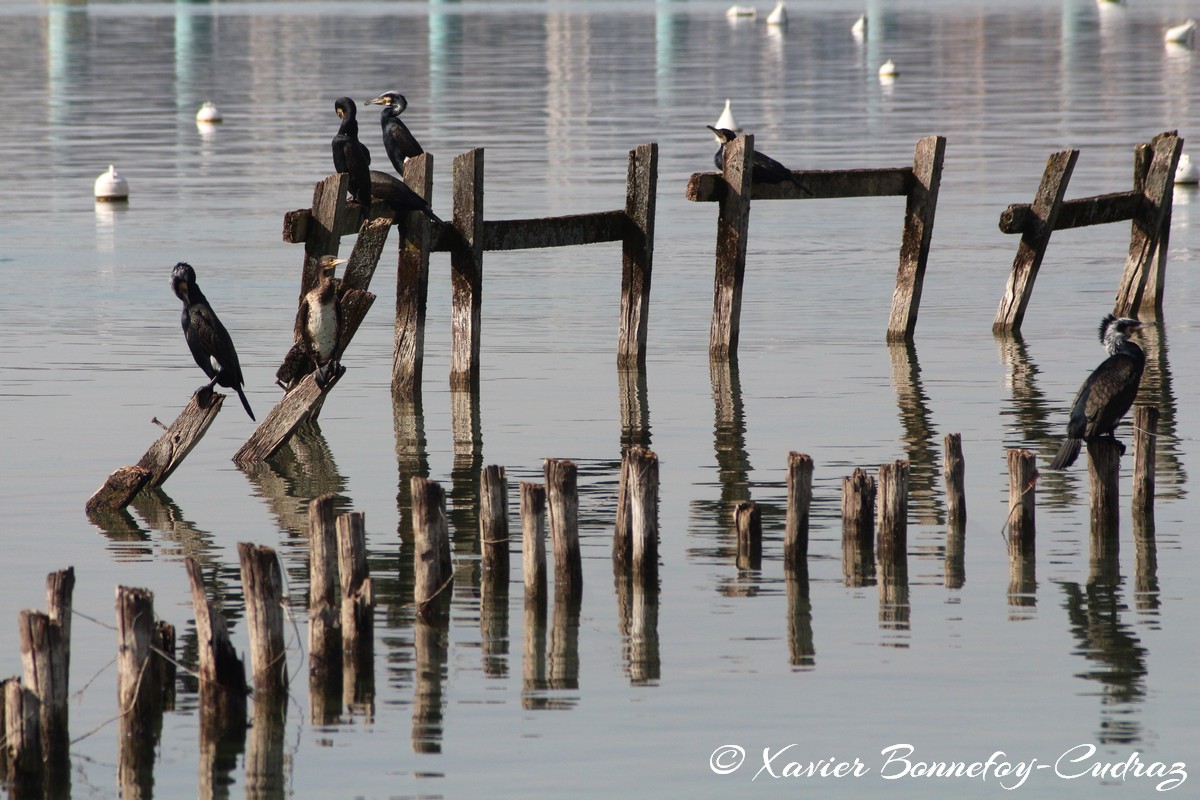 Lac d'Annecy - Cormoran
Mots-clés: Albigny Annecy-le-Vieux Auvergne-Rhône-Alpes FRA France geo:lat=45.90487305 geo:lon=6.15226164 geotagged Annecy animals oiseau Cormoran