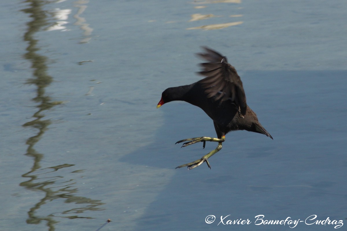 Lac d'Annecy -  Poule d'eau
Mots-clés: Albigny Annecy-le-Vieux Auvergne-Rhône-Alpes FRA France geo:lat=45.90487305 geo:lon=6.15226164 geotagged Annecy animals oiseau Poule d'eau