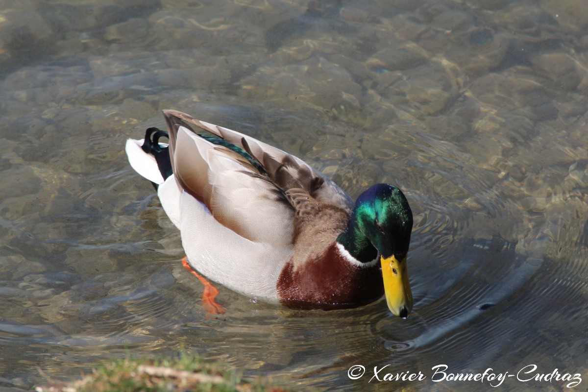 Lac d'Annecy - Canard colvert
Mots-clés: Albigny Annecy-le-Vieux Auvergne-Rhône-Alpes FRA France geo:lat=45.90487305 geo:lon=6.15226164 geotagged Annecy animals oiseau Canard colvert
