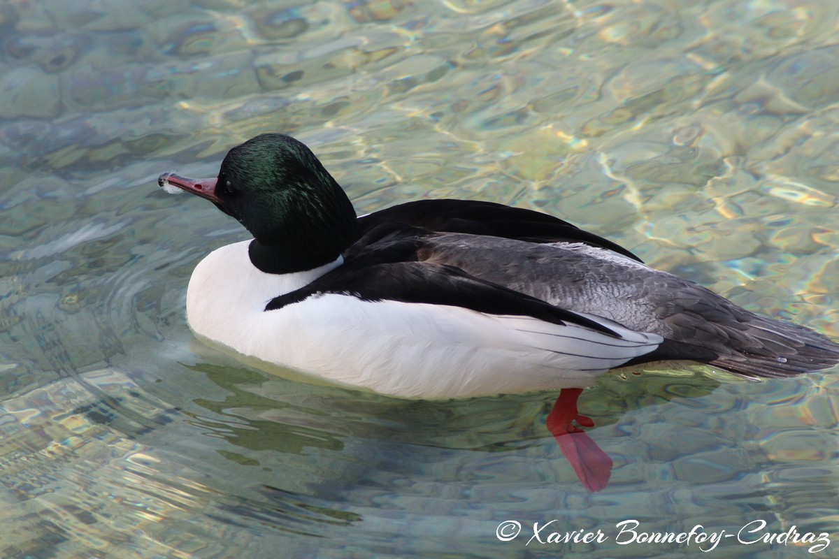 Lac d'Annecy - Harle bievre
Mots-clés: Albigny Annecy-le-Vieux Auvergne-Rhône-Alpes FRA France geo:lat=45.90487305 geo:lon=6.15226164 geotagged Annecy animals oiseau Harle bievre