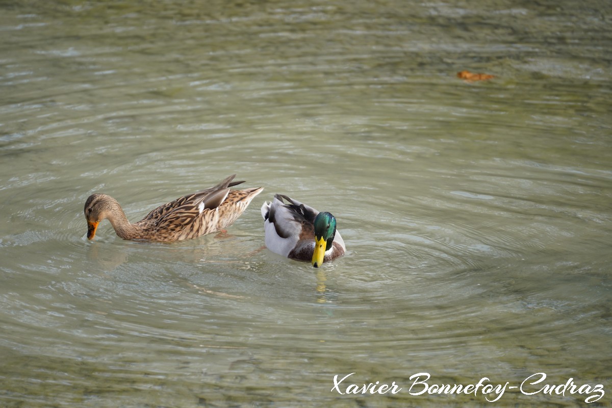 Annecy-le-Vieux - Albigny - Canard Col-vert
Mots-clés: Albigny Annecy Auvergne-Rh&ocirc;ne-Alpes FRA France geo:lat=45.90188796 geo:lon=6.14354476 geotagged Lac canard oiseau animals