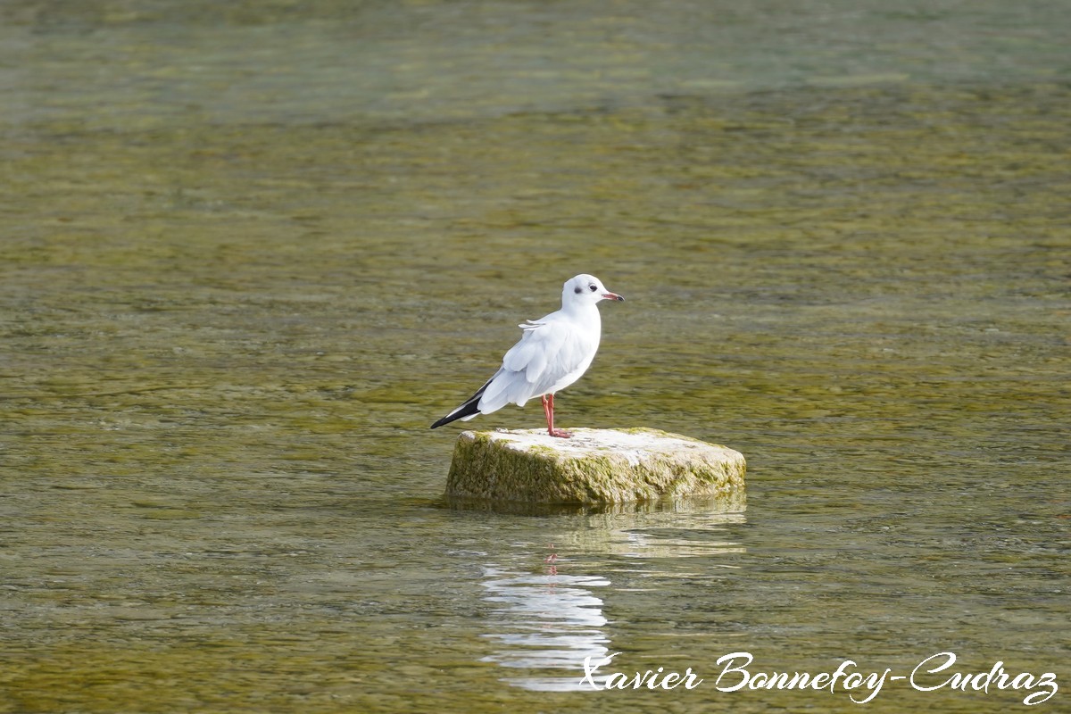 Annecy-le-Vieux - Albigny
Mots-clés: Albigny Annecy Auvergne-Rh&ocirc;ne-Alpes FRA France geo:lat=45.90181704 geo:lon=6.14361517 geotagged Lac animals
