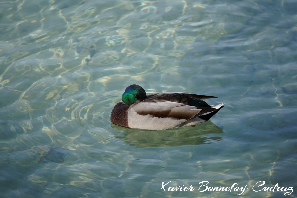Annecy-le-Vieux - Albigny - Canard Col-vert
Mots-clés: Auvergne-Rh&ocirc;ne-Alpes Chavoire FRA France geo:lat=45.90064858 geo:lon=6.16130769 geotagged Veyrier-du-Lac Lac canard oiseau animals