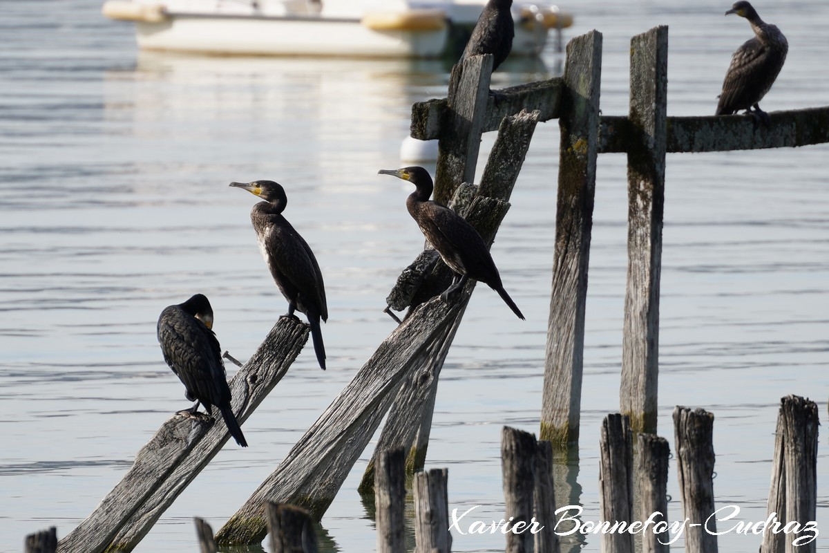 Annecy-le-Vieux - Albigny - Cormoran
Mots-clés: Albigny Annecy-le-Vieux Auvergne-Rh&ocirc;ne-Alpes FRA France geo:lat=45.90557422 geo:lon=6.15666211 geotagged Lac oiseau Cormoran animals