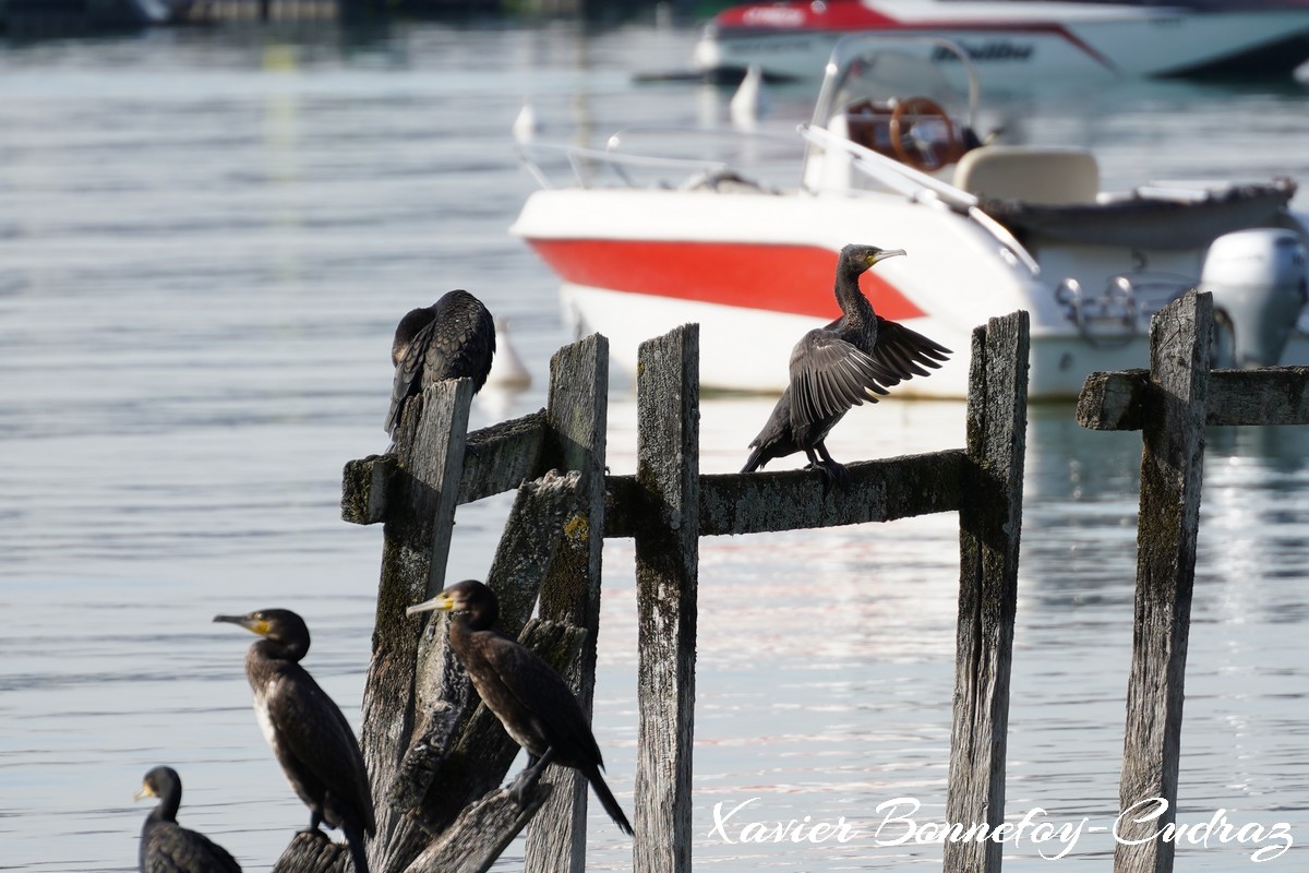 Annecy-le-Vieux - Albigny - Cormoran
Mots-clés: Albigny Annecy-le-Vieux Auvergne-Rh&ocirc;ne-Alpes FRA France geo:lat=45.90557422 geo:lon=6.15666211 geotagged Lac oiseau Cormoran animals