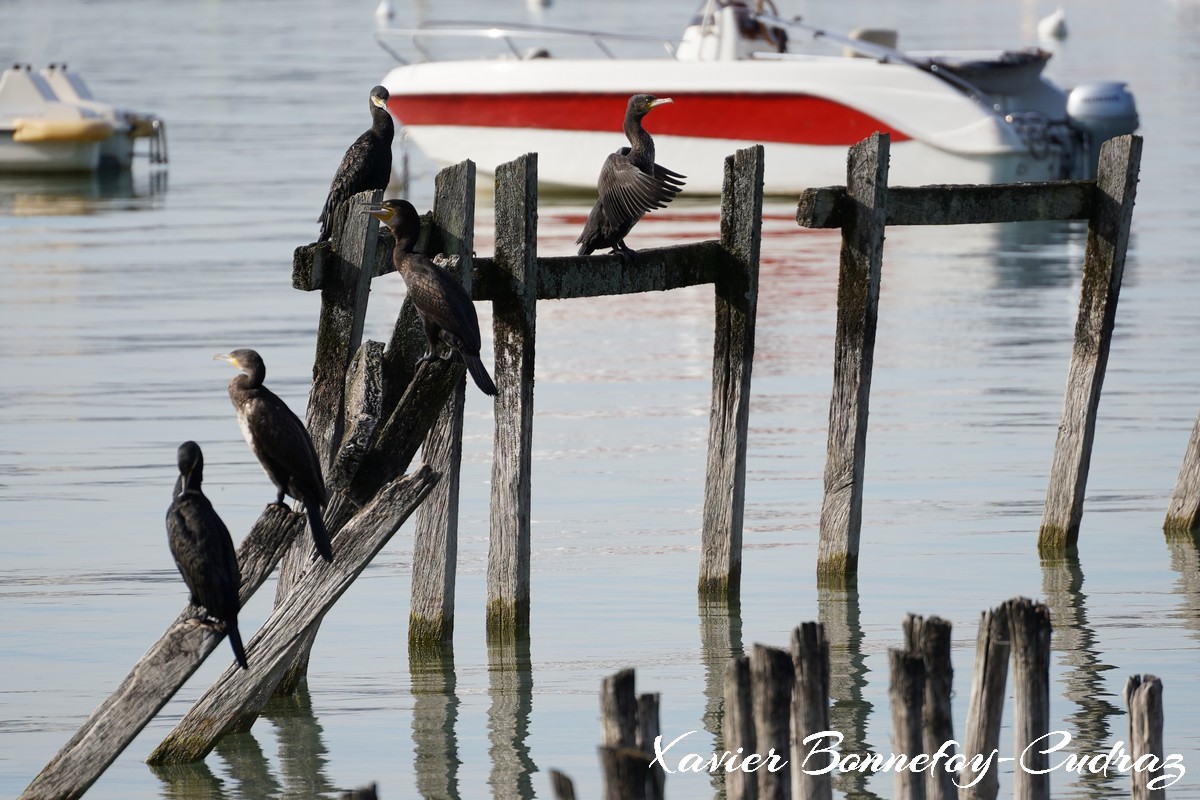 Annecy-le-Vieux - Albigny - Cormoran
Mots-clés: Albigny Annecy-le-Vieux Auvergne-Rh&ocirc;ne-Alpes FRA France geo:lat=45.90557422 geo:lon=6.15666211 geotagged Lac oiseau Cormoran animals