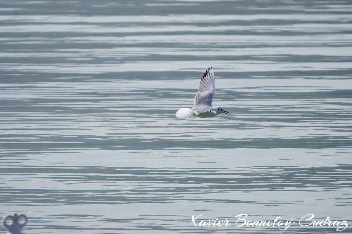 Annecy-le-Vieux - Albigny - Mouette
Mots-clés: Albigny Annecy-le-Vieux Auvergne-Rh&ocirc;ne-Alpes FRA France geo:lat=45.90557422 geo:lon=6.15666211 geotagged Lac oiseau Mouette animals