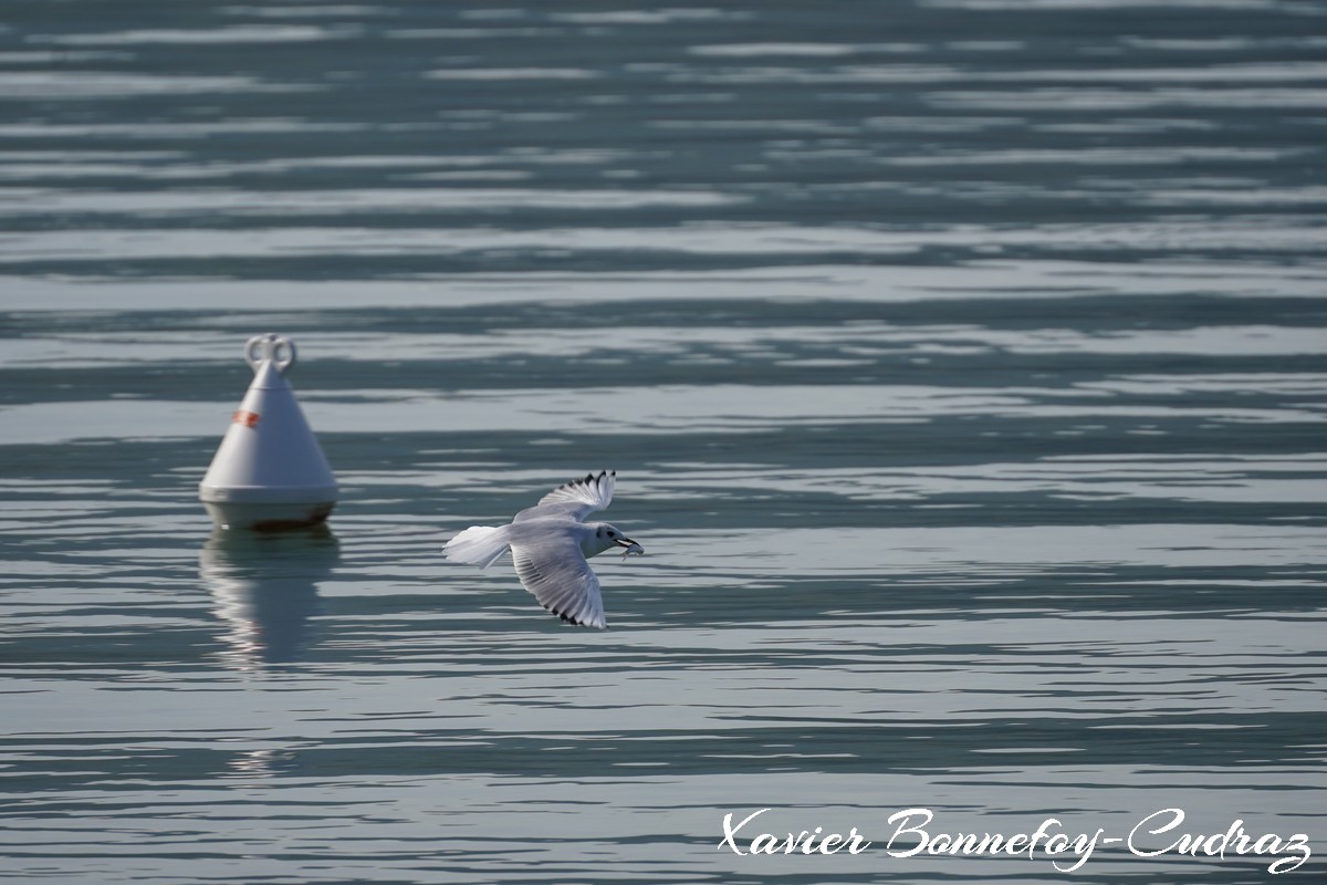 Annecy-le-Vieux - Albigny - Mouette
Mots-clés: Albigny Annecy-le-Vieux Auvergne-Rh&ocirc;ne-Alpes FRA France geo:lat=45.90557422 geo:lon=6.15666211 geotagged Lac oiseau Mouette animals