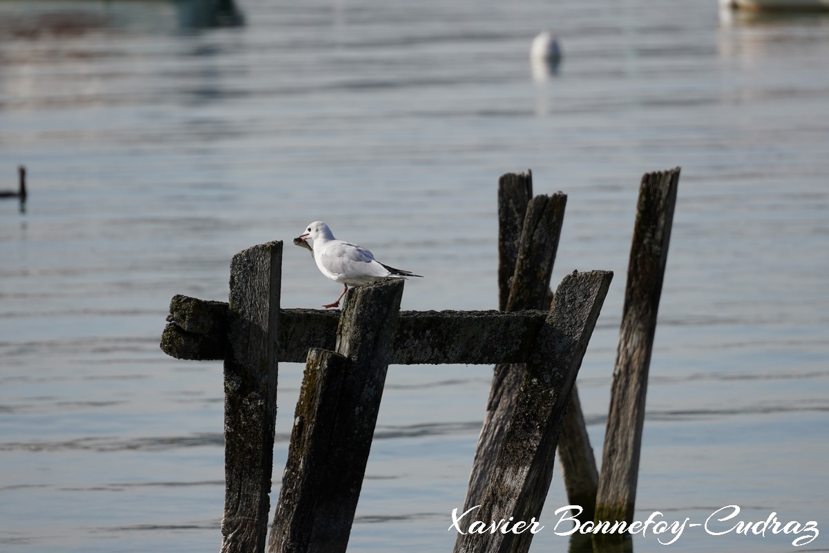 Annecy-le-Vieux - Albigny - Mouette
Mots-clés: Albigny Annecy-le-Vieux Auvergne-Rh&ocirc;ne-Alpes FRA France geo:lat=45.90557422 geo:lon=6.15666211 geotagged Lac oiseau Mouette animals