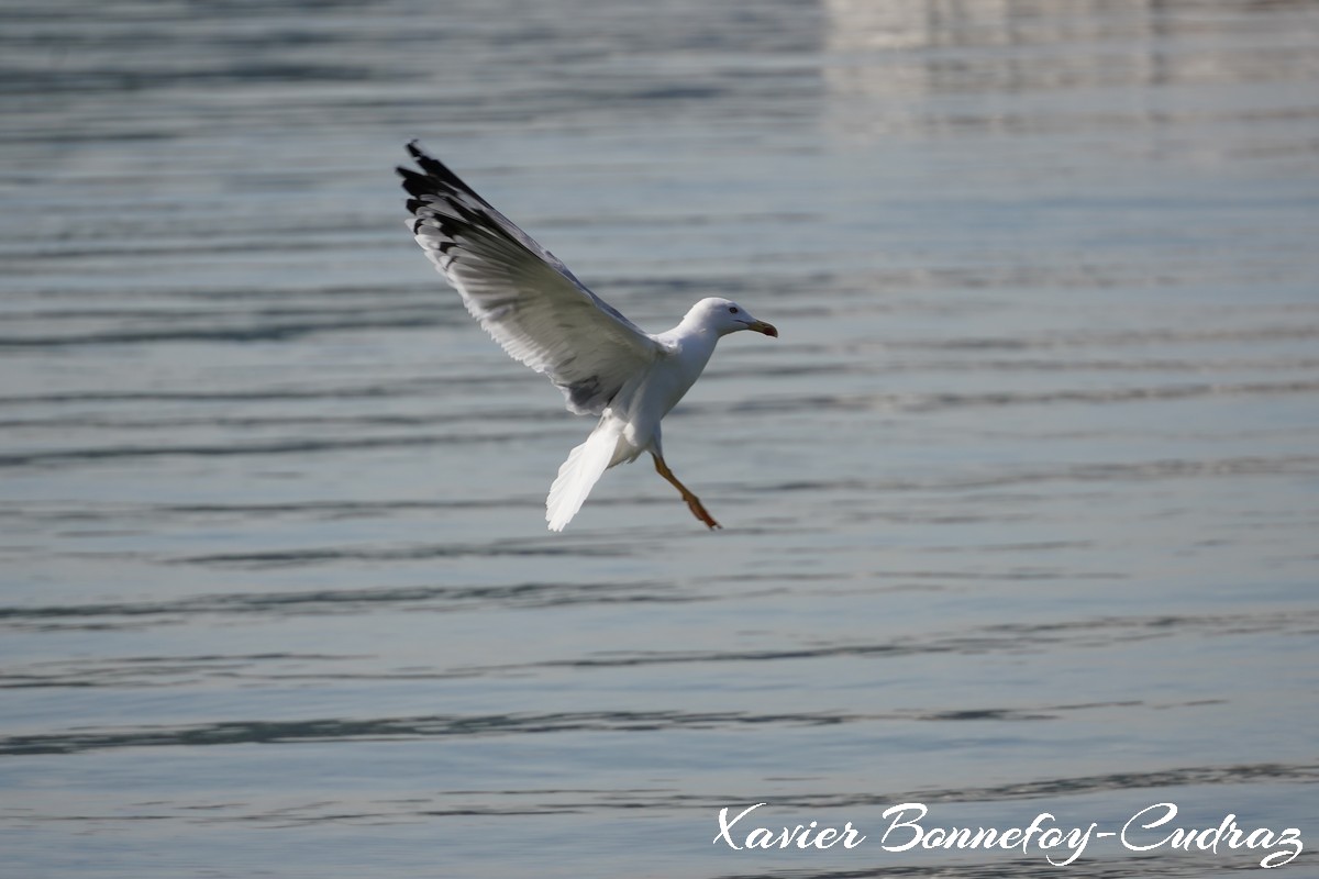 Annecy-le-Vieux - Albigny - Mouette
Mots-clés: Albigny Annecy-le-Vieux Auvergne-Rh&ocirc;ne-Alpes FRA France geo:lat=45.90557422 geo:lon=6.15666211 geotagged Lac oiseau Mouette animals
