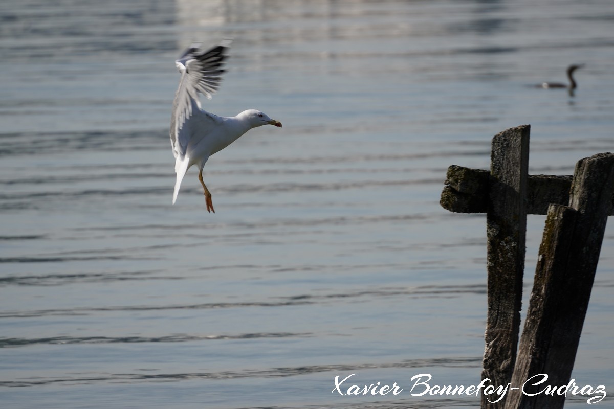 Annecy-le-Vieux - Albigny - Mouette
Mots-clés: Albigny Annecy-le-Vieux Auvergne-Rh&ocirc;ne-Alpes FRA France geo:lat=45.90557422 geo:lon=6.15666211 geotagged Lac oiseau Mouette animals