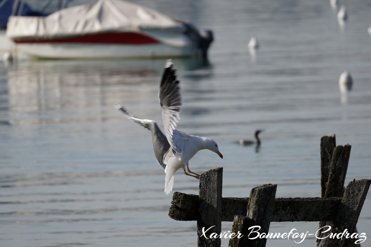 Annecy-le-Vieux - Albigny - Mouette
Mots-clés: Albigny Annecy-le-Vieux Auvergne-Rh&ocirc;ne-Alpes FRA France geo:lat=45.90557422 geo:lon=6.15666211 geotagged Lac oiseau Mouette animals