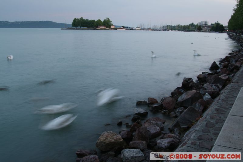 Balatonfured - Tagore setany utca
Mots-clés: Nuit oiseau Cygne canard Lac