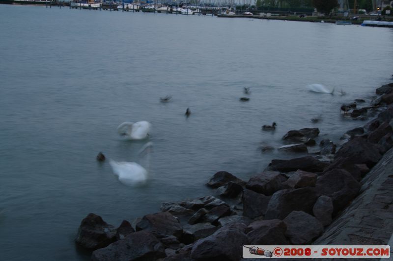 Balatonfured - Tagore setany utca
Mots-clés: Nuit oiseau Cygne canard Lac