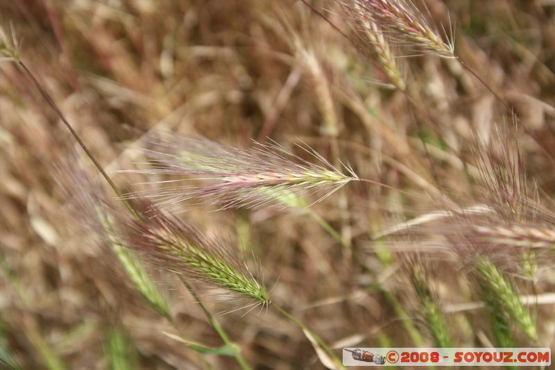 Tihany
Mots-clés: Ble