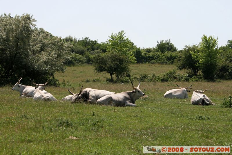Tihany - cows

