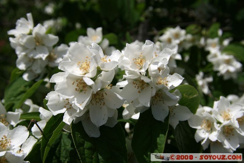 Tihany - Flowers
Mots-clés: fleur