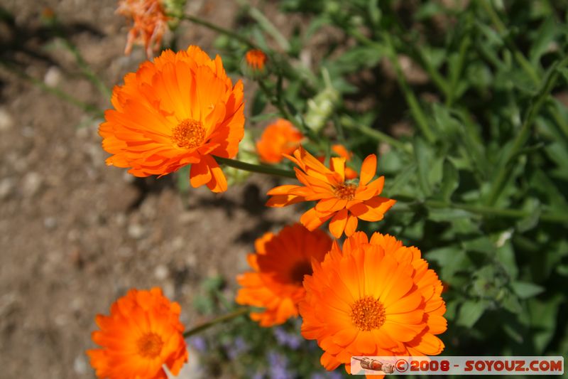 Tihany - Flowers
Mots-clés: fleur