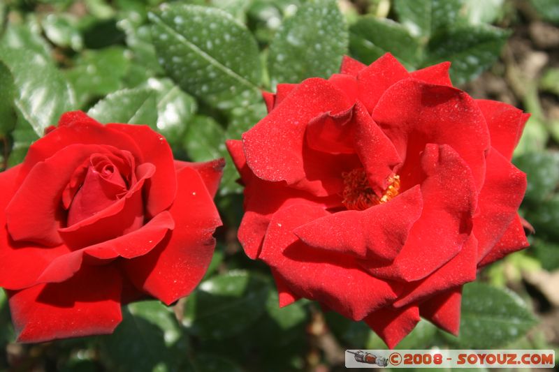 Tihany - Roses
Mots-clés: fleur Rose