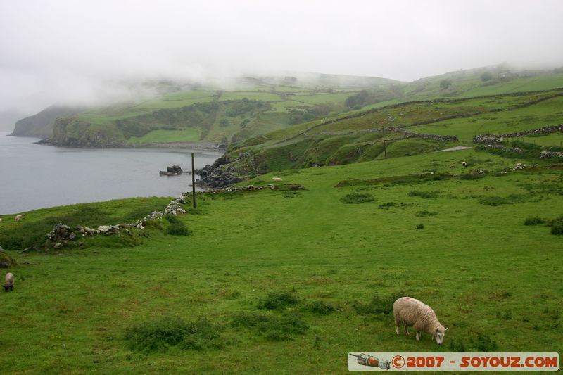 Moutons
Mots-clés: animals Mouton