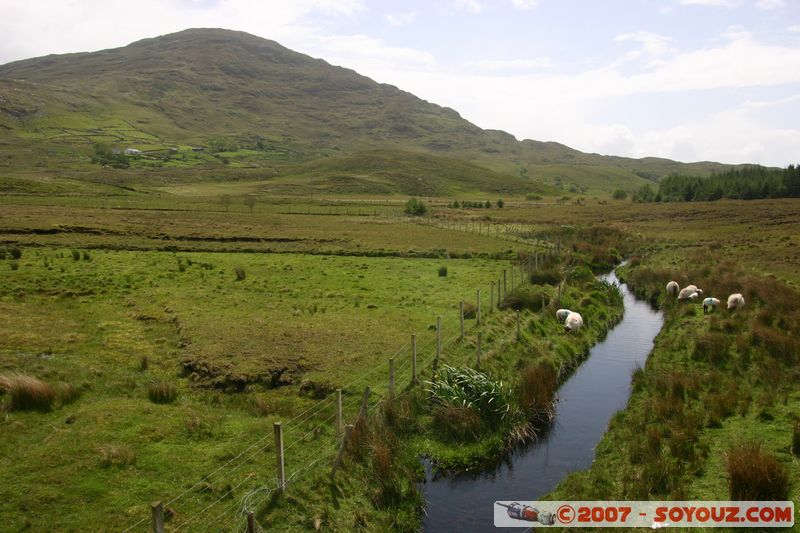 Moutons
Mots-clés: animals Mouton