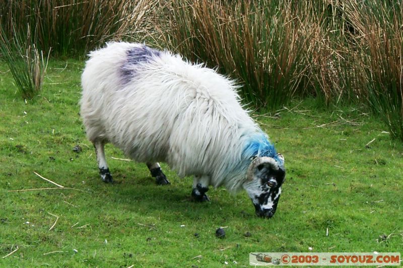 Ring of Kerry - mouton
