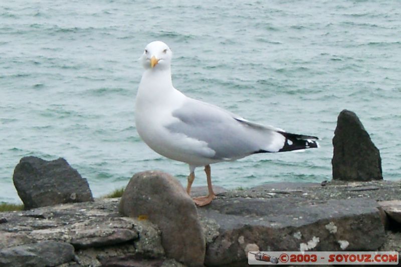 Dingle Peninsula - Ventry Harbour
