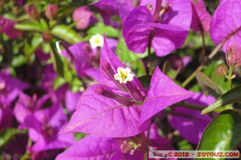 Capri
Mots-clés: Campania Capri geo:lat=40.55439667 geo:lon=14.23776972 geotagged ITA Italie Marina Grande Di Capri fleur