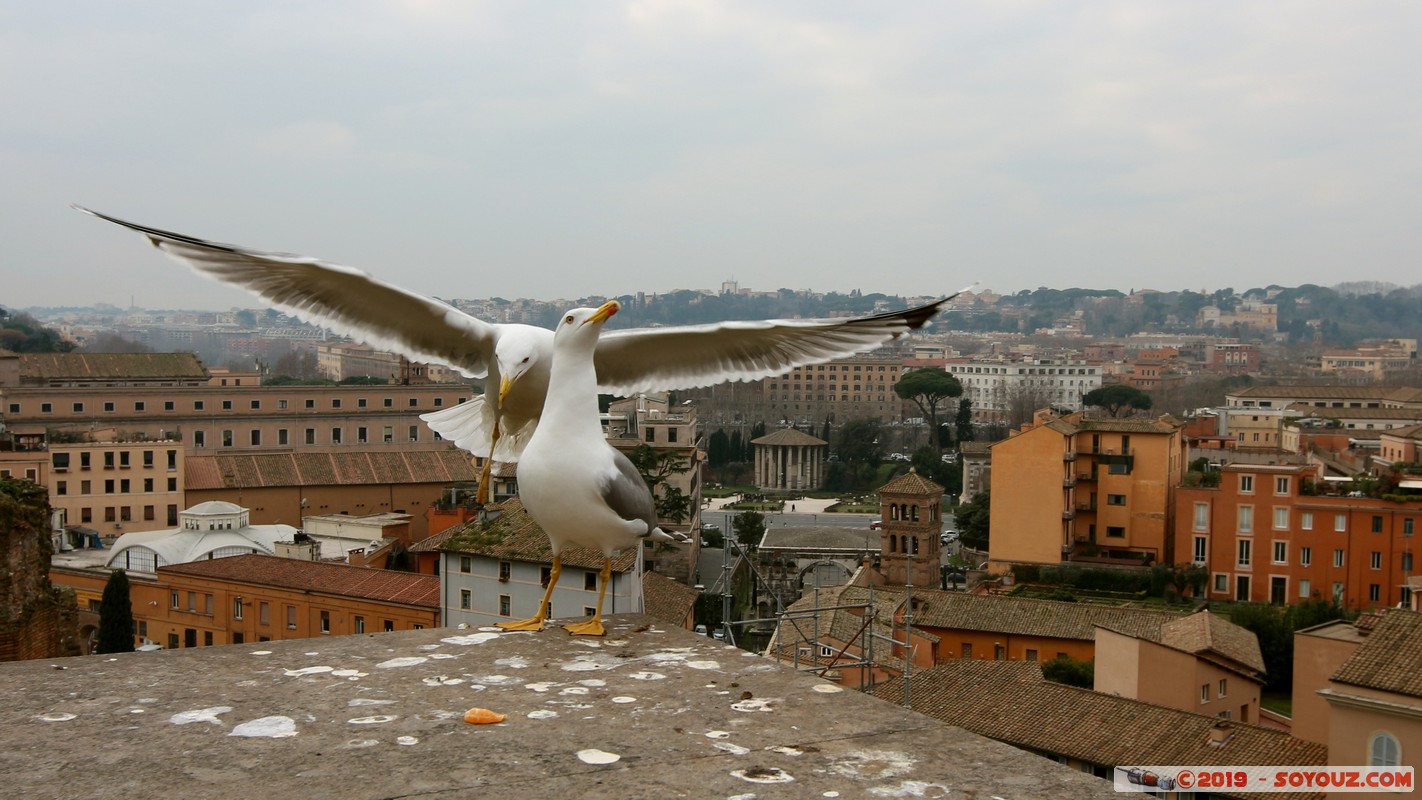 Roma - Foro Romano
Mots-clés: Campitelli Colle Della Valentina geo:lat=41.88990769 geo:lon=12.48487861 geotagged ITA Italie Lazio patrimoine unesco Ruines Romain Foro Romano