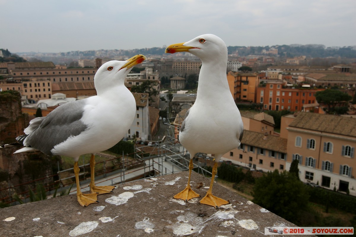 Roma - Colle Palatino - Gabbiano
Mots-clés: Campitelli Colle Della Valentina geo:lat=41.88990588 geo:lon=12.48485153 geotagged ITA Italie Lazio patrimoine unesco Ruines Romain Foro Romano Colle Palatino animals oiseau Mouette