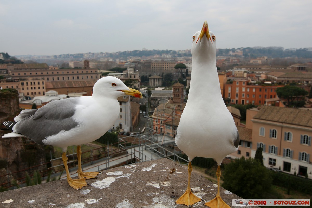 Roma - Colle Palatino - Gabbiano
Mots-clés: Campitelli Colle Della Valentina geo:lat=41.88990569 geo:lon=12.48484875 geotagged ITA Italie Lazio patrimoine unesco Ruines Romain Foro Romano Colle Palatino animals oiseau Mouette