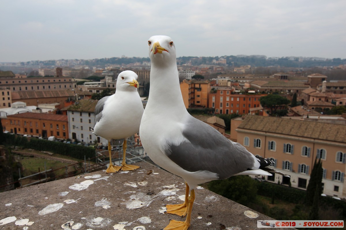 Roma - Colle Palatino - Gabbiano
Mots-clés: Campitelli Colle Della Valentina geo:lat=41.88990542 geo:lon=12.48484458 geotagged ITA Italie Lazio patrimoine unesco Ruines Romain Foro Romano Colle Palatino animals oiseau Mouette