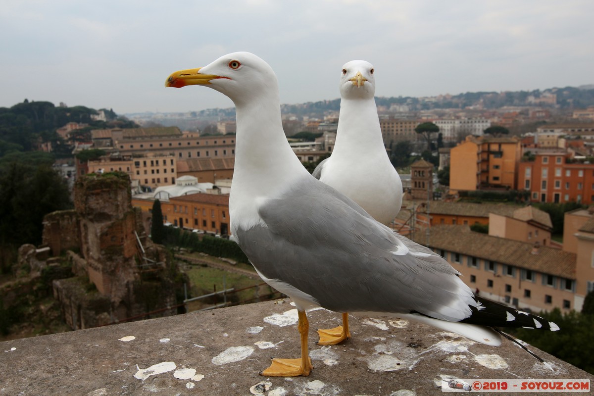 Roma - Colle Palatino - Gabbiano
Mots-clés: Campitelli Colle Della Valentina geo:lat=41.88989278 geo:lon=12.48484667 geotagged ITA Italie Lazio patrimoine unesco Ruines Romain Foro Romano Colle Palatino animals oiseau Mouette