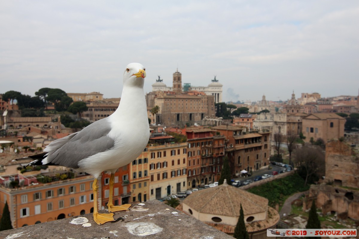 Roma - Colle Palatino - Gabbiano
Mots-clés: Campitelli Colle Della Valentina geo:lat=41.88996343 geo:lon=12.48495297 geotagged ITA Italie Lazio patrimoine unesco Ruines Romain Foro Romano Colle Palatino animals oiseau Mouette