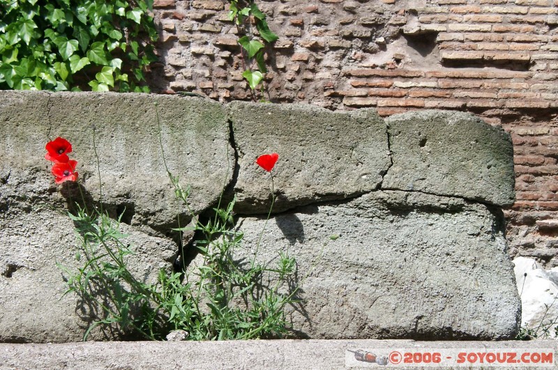 Via Del Teatro Marcello
