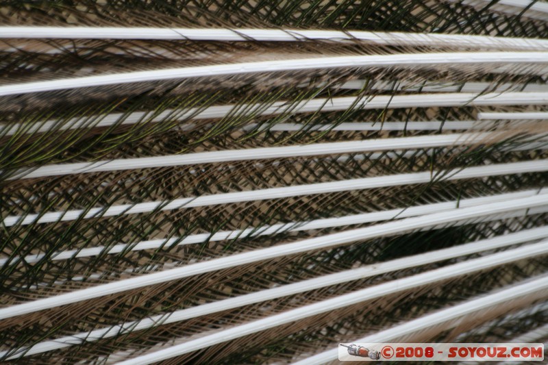 The monastery of Sveti Naum - Paon
Mots-clés: animals oiseau paon