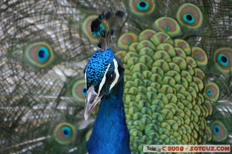 The monastery of Sveti Naum - Paon
Mots-clés: animals oiseau paon