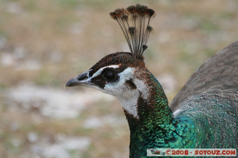 The monastery of Sveti Naum - Paon
Mots-clés: animals oiseau paon
