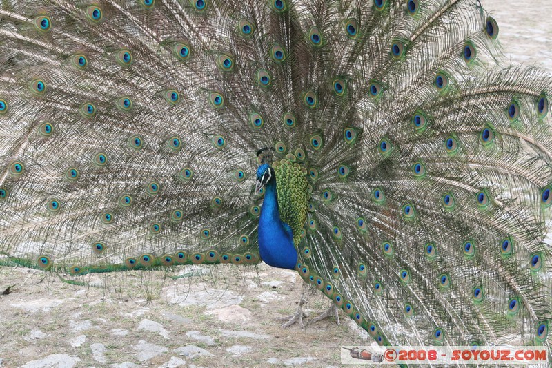 The monastery of Sveti Naum - Paon
Mots-clés: animals oiseau paon