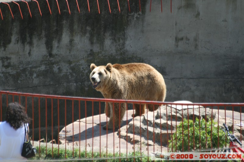 Bitola - Zoo - Ours
Mots-clés: animals ours