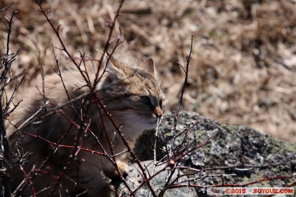 Nore - Cat
Mots-clés: Buskerud geo:lat=60.16453700 geo:lon=9.00990000 geotagged NOR Nore Norv&egrave;ge animals chat