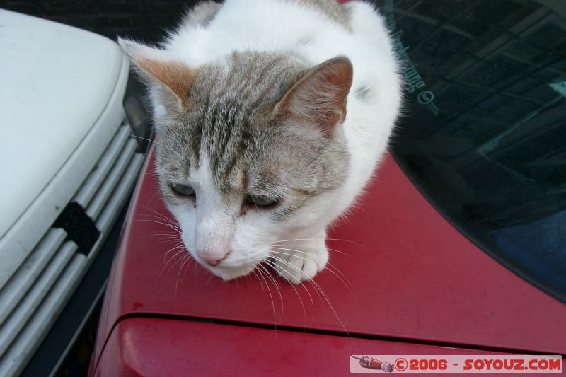 Amsterdam - Chat
Mots-clés: Amsterdam chat