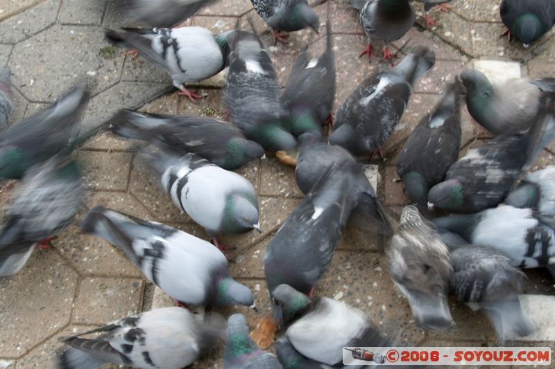 Timisoara - Piata Victoriei
Mots-clés: animals oiseau pigeon