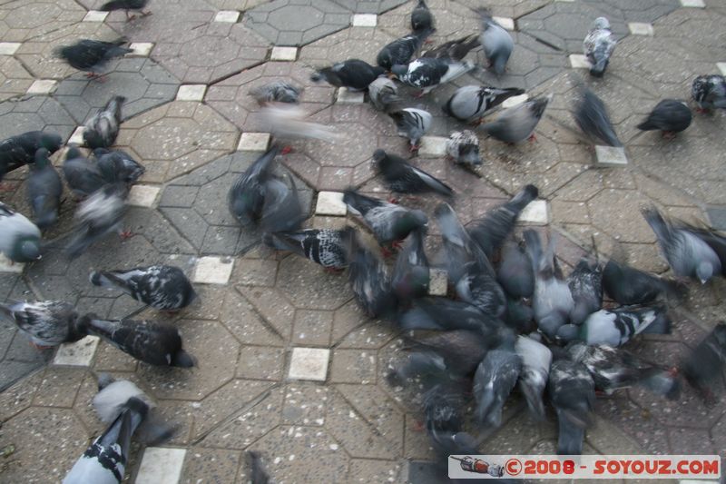 Timisoara - Piata Victoriei
Mots-clés: animals oiseau pigeon