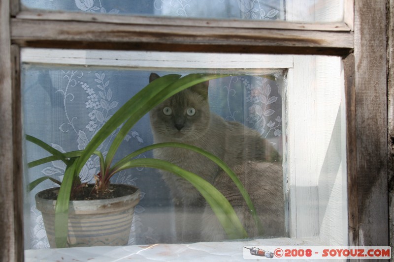 Tomsk - Chat derriere la fenetre
Mots-clés: animals chat