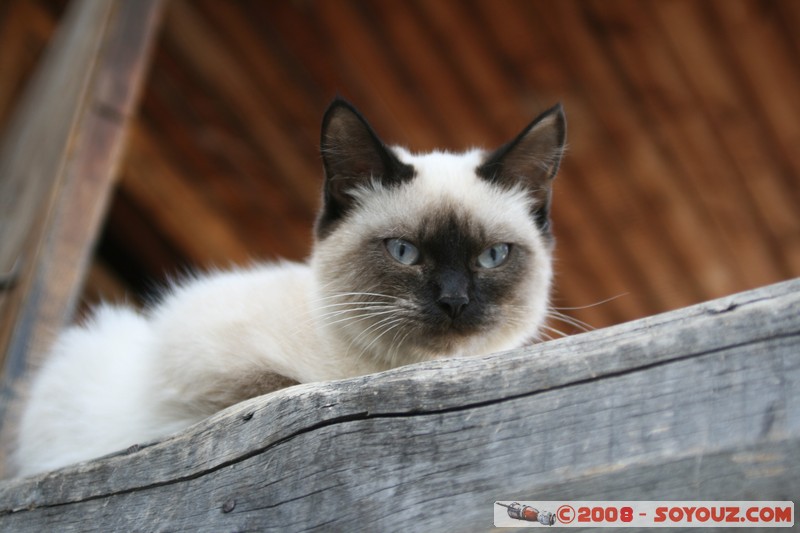 Tomsk - Chat Persan
Mots-clés: animals chat