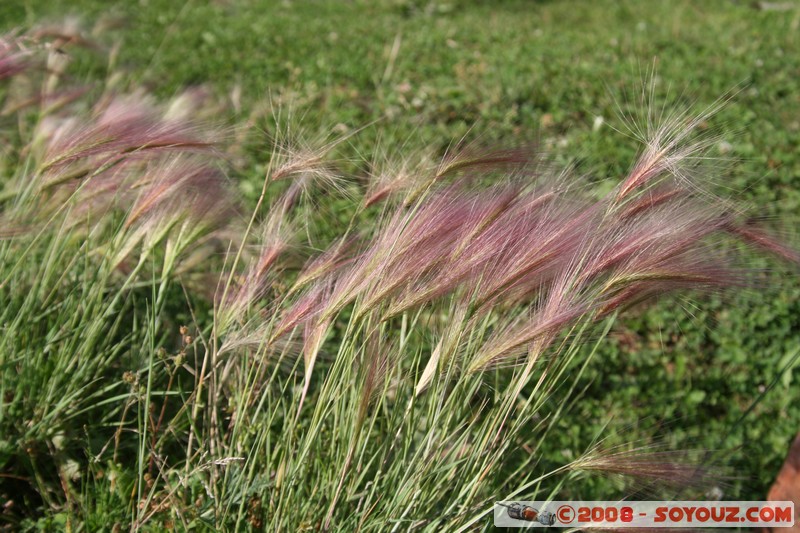 Nizhneangarsk - Marecages
Mots-clés: sunset