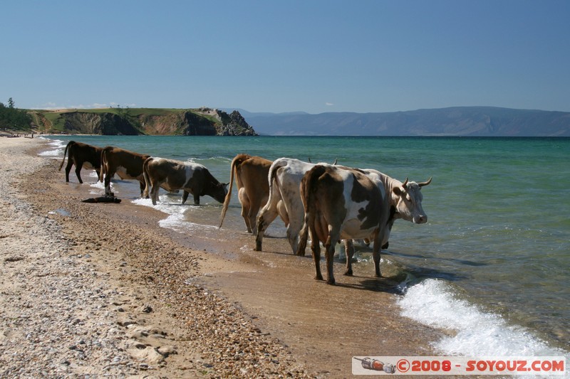 Olkhon - Khuzir - Vaches se desalterant dans le lac Baikal
Mots-clés: Lac plage animals vaches